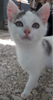 chaton mignon